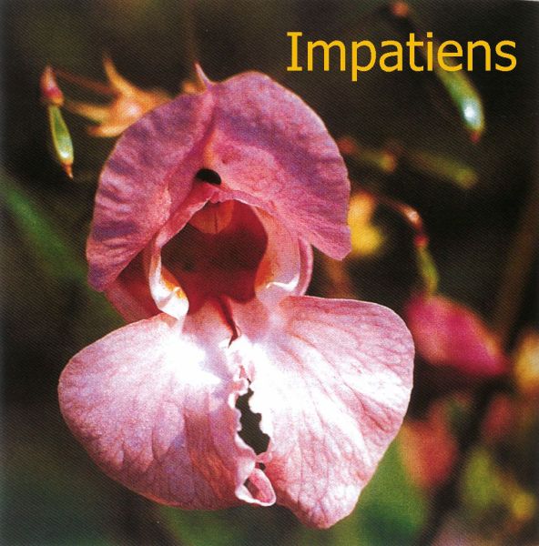 la-fleur-n18-impatiens